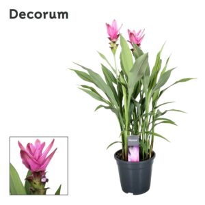 Curcuma Siam Supreme Curcuma Siam Supreme Decorum
(3 Plants/Order)(19cmP 80cmH)
