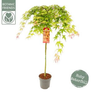Acer palmatum Acer palm. 'Cascade Ruby' ®
(1 Plants/Order)(24cmP 130cmH)