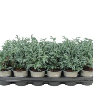 Chamaecyparis Boulevard Chamaecyparis pisifera 'Boulevard'
(18 Plants/Order)(9cmP 15cmH)