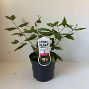 Viburnum burkwoodii
(1 Plants/Order)(19cmP 45cmH)