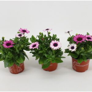 Osteospermum Cape Daisy Zanzibar RE Osteo Zanzibar pink Bicolor
(12 Plants/Order)(10.5cmP 25cmH)
