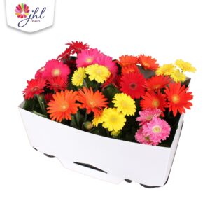 Gerbera Colourgame Gerbera in Kartonnen kraag 20-25
(12 Plants/Order)(9cmP 25cmH)