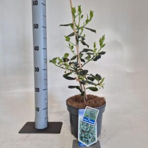 Ilex Ilex 'Nellie R. Stevens'
(1 Plants/Order)(19cmP 50cmH)