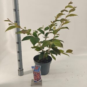 Hamamelis x intermedia Feuerzauber Hamamelis int. 'Feuerzauber'
(1 Plants/Order)(23cmP 80cmH)