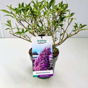 Buddleja Buddleja dav. 'Gulliver' C5
(1 Plants/Order)(23cmP 50cmH)