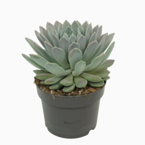 Pachyphytum 'Draco' Pachyveria draco 17 cm
(3 Plants/Order)(17cmP 25cmH)