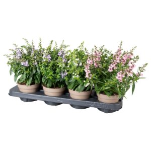 Angelonia other Angelonia mix in tray
(8 Plants/Order)(12cmP 28cmH)