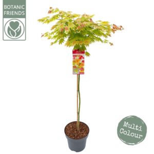Acer shirasawanum Acer shir. 'Moonrise' C14 halfstam
(1 Plants/Order)(30cmP 160cmH)