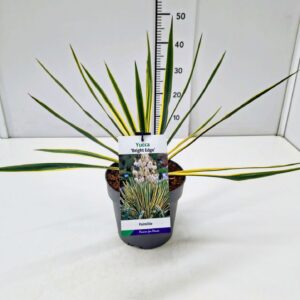 Yucca filamentosa Bright Edge Yucca fil. 'Bright Edge' C3
(1 Plants/Order)(19cmP 50cmH)