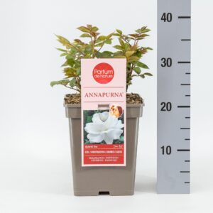 Rosa other Rosa Annapurna ® 'Parfum de Nature', C5
(1 Plants/Order)(23cmP 30cmH)