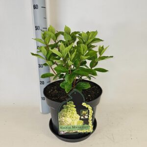 Hydrangea Magical Moonlight Hydrangea paniculata Magical Moonlight
(1 Plants/Order)(29cmP 80cmH)