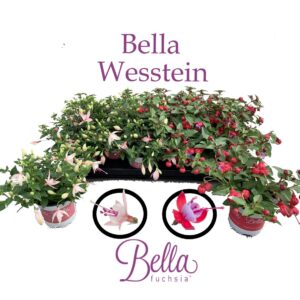 Fuchsia Bella Bella Fuchsia mixed Hang
(12 Plants/Order)(10.5cmP 20cmH)