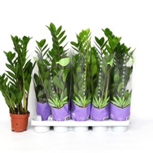 Zamioculcas zamiifolia Zamioculcas 55
(10 Plants/Order)(12cmP 55cmH)
