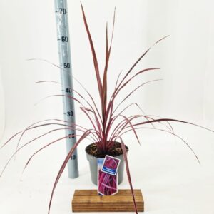 Cordyline Cordyline Festival® Raspberry ('CorBzr01'PBR)
(1 Plants/Order)(19cmP 65cmH)