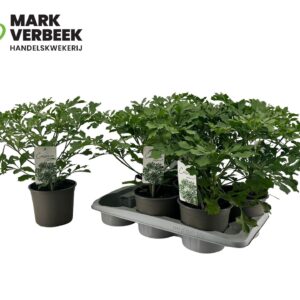 Cussonia cussonia cussonic
(6 Plants/Order)(17cmP 50cmH)