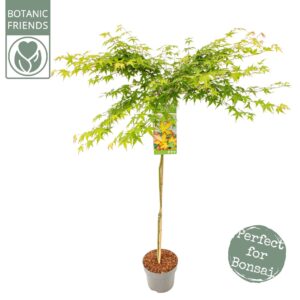 Acer palmatum Little Princess Acer palm. 'Little Princess'
(1 Plants/Order)(24cmP 150cmH)