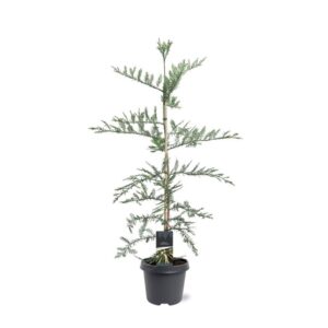 Sequoia sempervirens Adpr Sequoia sempervirens
(1 Plants/Order)(23cmP 100cmH)