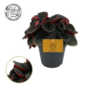 Peperomia Peperomia Chocolat, 12cm
(4 Plants/Order)(12cmP 20cmH)