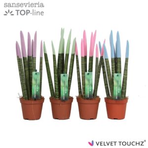 Sansevieria Cylindrica Sansevieria VELVET TOUCHZ® Pastel mix
(12 Plants/Order)(8.5cmP 30cmH)