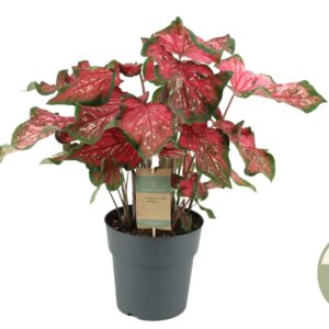 Caladium XL Caladium Pink Panther (21)
(1 Plants/Order)(21cmP 55cmH)