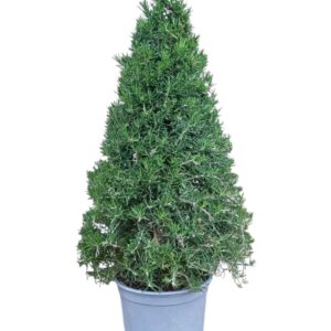Rosmarinus Rosmarinus officinalis - piramide
(3 Plants/Order)(18cmP 50cmH)