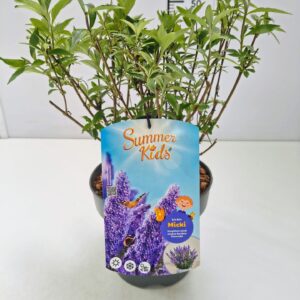 Buddleja Buddleja d. 'Summer Kids® Micki' C5
(1 Plants/Order)(23cmP 50cmH)