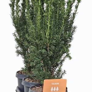 Taxus media Hillii Hedgeline Taxus media 'Hillii' 40-50 C3
(3 Plants/Order)(19cmP 55cmH)