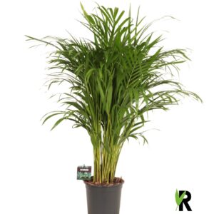 Chrysalidocarpus Dypsis lutescens
(1 Plants/Order)(21cmP 110cmH)