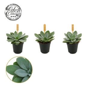 Senecio Mountain Fire Senecio Cephalophorus 5,5cm
(20 Plants/Order)(5.5cmP 999cmH)