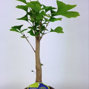 Ginkgo ginkgo biloba broom in hexagon Pot
(8 Plants/Order)(13cmP 40cmH)