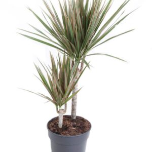Dracaena Bicolor Dracaena Bicolor 30-10
(1 Plants/Order)(19cmP 80cmH)