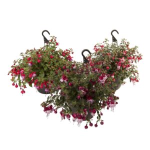 Fuchsia Hangfuchsia - Bella Fuchsia
(1 Plants/Order)(21cmP 30cmH)