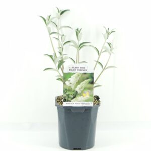 Buddleja White Profusion Buddleja dav. White Profusion
(6 Plants/Order)(17cmP 45cmH)