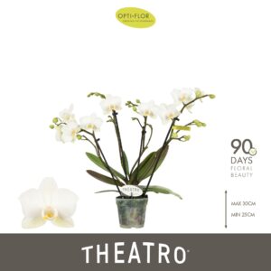 Phalaenopsis Multiflora Theatro Funk 4 spike
(6 Plants/Order)(7cmP 30cmH)