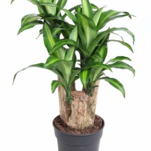 Dracaena Massangeana Massangeana busch P24 - 1,5ft
(1 Plants/Order)(24cmP 80cmH)