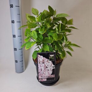 Hydrangea arborescens Hydrangea arborescens candybelle Marshmallow 4
(1 Plants/Order)(21cmP 45cmH)