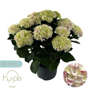 Hydrangea Hi Diamond Hydrangea Hi Diamond Pink 10+ | Hy-pe Unique
(1 Plants/Order)(23cmP 45cmH)