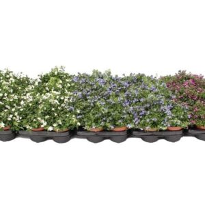Lobelia Lobelia Richardii mix Layer
(12 Plants/Order)(10.5cmP 17cmH)