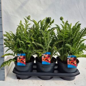 Papaver Pizzicato Papaver oriëntale Pizzicato (tot 5 Colours uit 1 plant!) Uniek!!
(1 Plants/Order)(19cmP 35cmH)