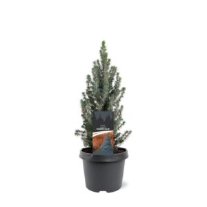 Picea glauca Sanders Blue Picea glauca 'Sander's Blue'
(1 Plants/Order)(19cmP 40cmH)