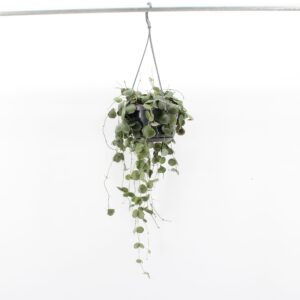 Dischidia pectenoides Dischidia Other
(8 Plants/Order)(14cmP 38cmH)