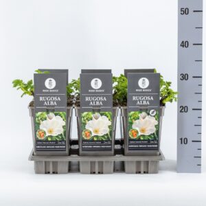 Rosa rugosa Alba Rosa rugosa 'Alba', C3
(6 Plants/Order)(17cmP 35cmH)