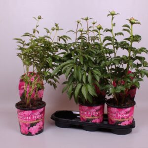 Paeonia Paeonia 19CM pink Longlife
(3 Plants/Order)(19cmP 70cmH)