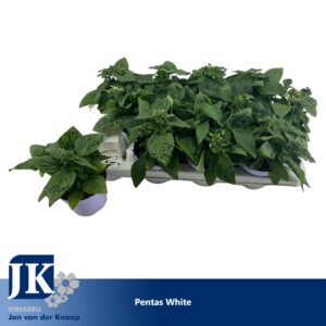 Pentas Graffiti White Pentas White
(12 Plants/Order)(12cmP 20cmH)
