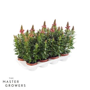 Antirrhinum majus other Antirrhinum majus orange
(8 Plants/Order)(12cmP 35cmH)