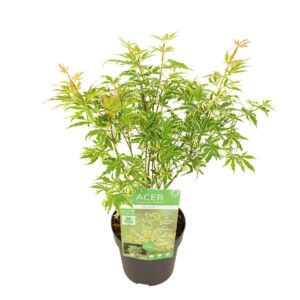 Acer palmatum Butterfly Acer palm. 'Butterfly'
(6 Plants/Order)(15cmP 45cmH)