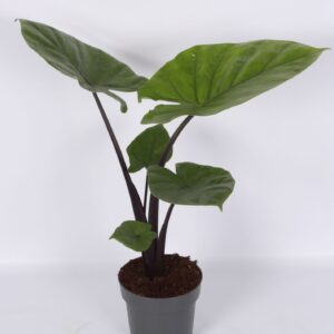 Alocasia Alocasia Dark Star 17cm
(6 Plants/Order)(17cmP 55cmH)
