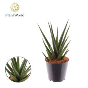 Sansevieria Cylindrica Sansevieria 'Dancing Queen' P10,5
(11 Plants/Order)(10.5cmP 40cmH)