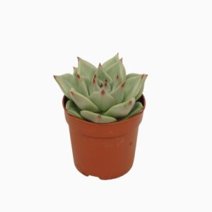Echeveria Sirius Echeveria sirius 7 cm
(16 Plants/Order)(7cmP 10cmH)
