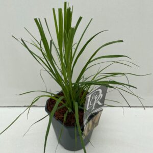 Cortaderia selloana Cortaderia Selloana
(6 Plants/Order)(17cmP 50cmH)
